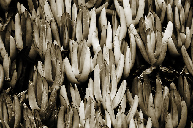 iceplant8358