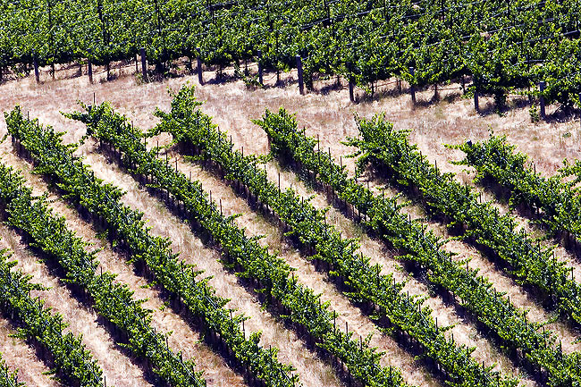 vineyard8276