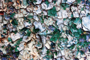 paintpeel_4730