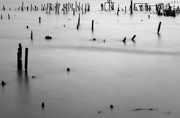 pilings7262