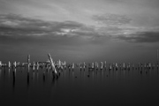 pilings_6776
