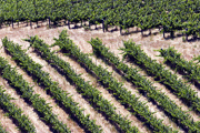 vineyard8276