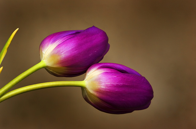 0603purpletulips
