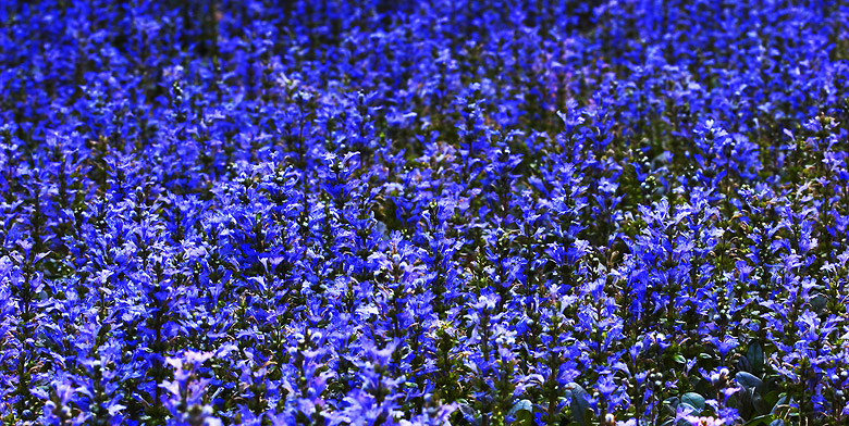 ajuga0504_0911