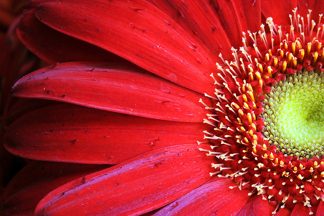 redgerbera2920