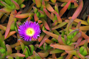 iceplant7752