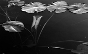 lilypads_1394