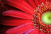 redgerbera2920