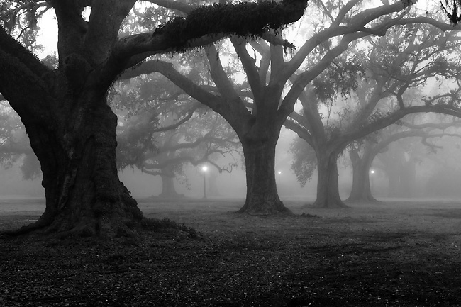 0512_oaks_4086