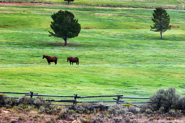 horses_9100