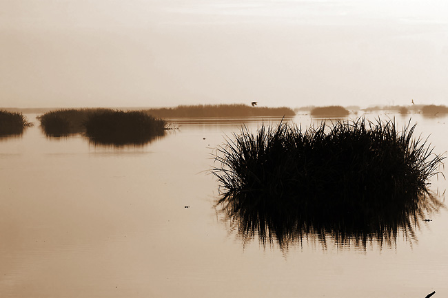 marshgrass4995
