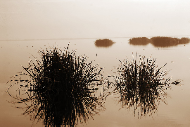 marshgrass5002
