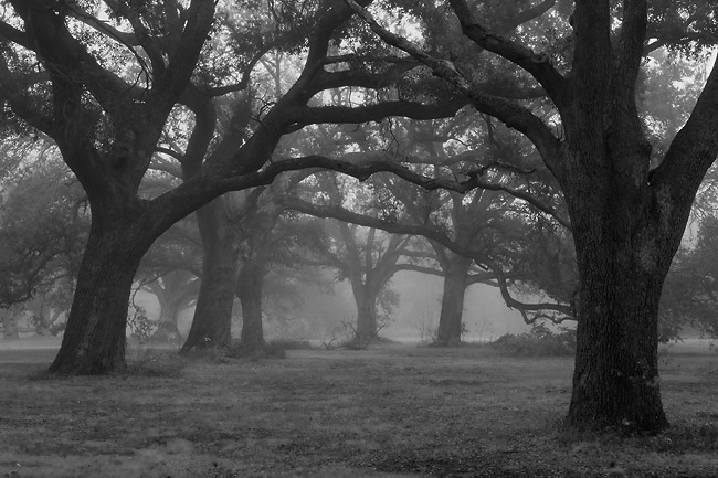 oaks0813_0612