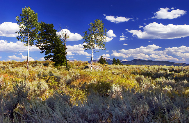 threetrees_8863
