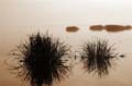 marshgrass5002