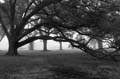 oakfog0784_0612