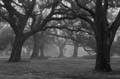oaks0813_0612