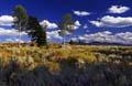 threetrees_8863