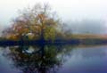 tree_reflect_0721_0612