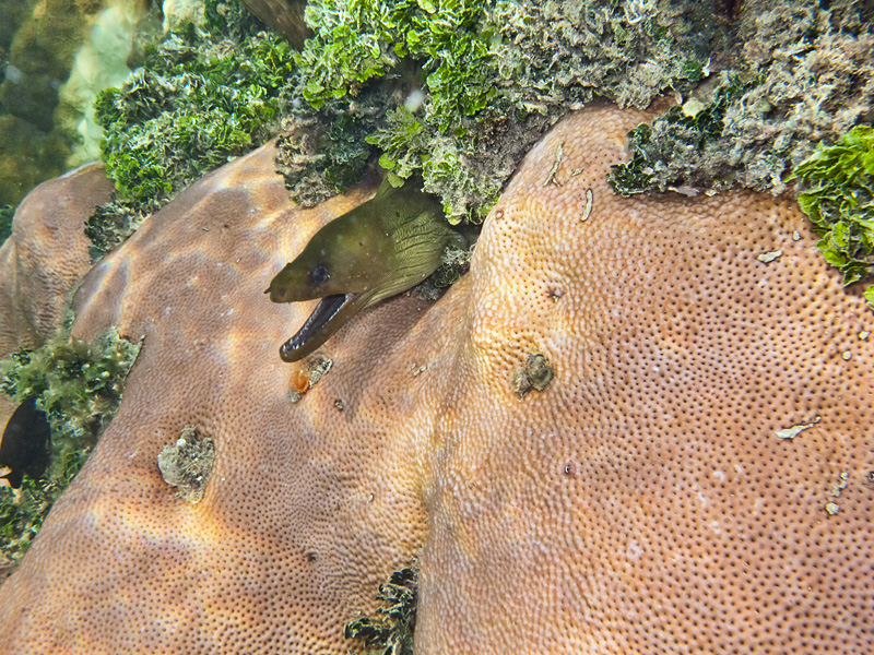 Green Moray