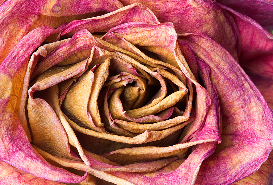 deadrose0130