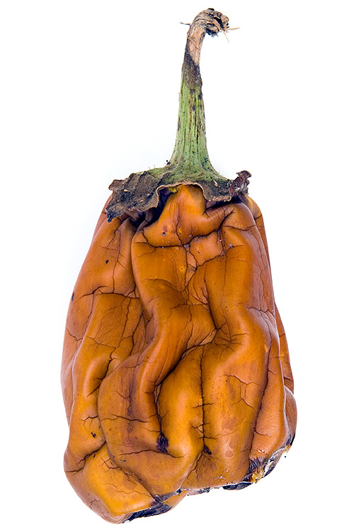 eggplant8373